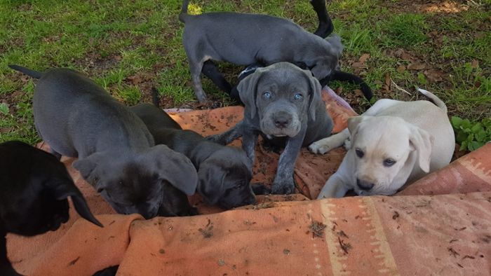 Kreis Rottweil: Tierschutzverein rettet Hunde-Rasselbande